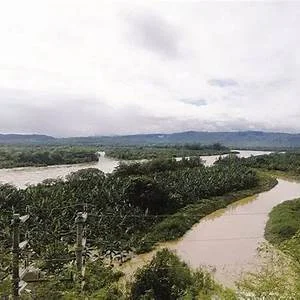Matapalo