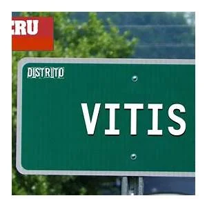 Vitis